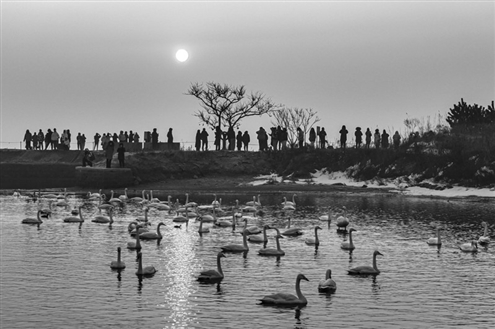 在荣成大天鹅国家级自然保护区天鹅湖湿地,游客在赏天鹅 新华社发